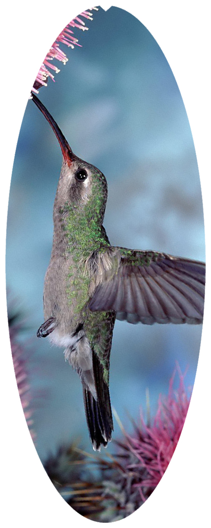 DNSA18-028 Humming Bird 2